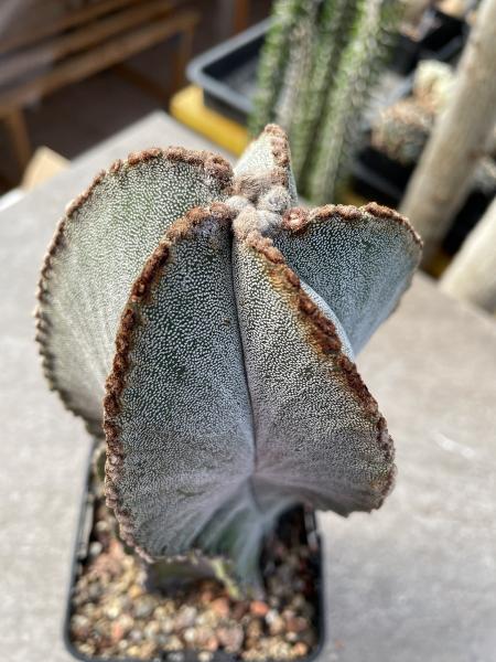 Astrophytum myriostigma